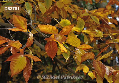 American Beech (Fagus grandifolia)